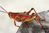 A bright red, tasty looking grasshopper