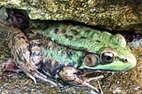 Green frog on wet rocks