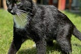 Chat as Code is the New Cat on the Block