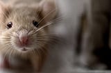 How to Get Rid of Mice — For Good