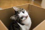 Cat in a box looking curious with a tilted head