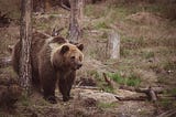 Strategies of Backcountry Bear Avoidance and Securing Food
