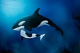 Menopause, Motherhood, And The Orca Whale.