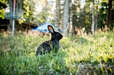 .NET Core and RabbitMQ