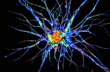 Scommessa decennale sulla coscienza si conclude — e il punteggio è filosofo 1, neuroscienziato 0.