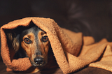 Great Ideas to Curb Pet Anxiety |