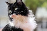 “I Now Consider Myself a Cat Snob.”