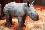 Baby white rhino born at West Midland Safari Park