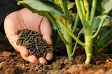 Fertilizing your Soil