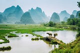 An old Chinese farmer with a water buffalo in a rice field