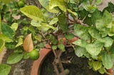 How to grow and care Lemon plant