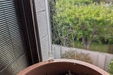 there’s a cobweb on the window and it’s telling me I suck