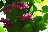 In bloom at Rawlings Conservatory 
In Baltimore, Maryland. 
By: Karin Ward