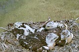 What’s on the menu? 
How a state-endangered species has changed its’ diet to survive