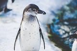 Penguins love Dancing