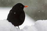 Thirteen Ways of Looking at Thirteen Ways of Looking at a Blackbird