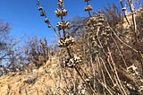 Dried up flowering stalks of a black sage (Salvia mellifera)