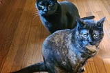 A Tale of Two Kitties