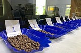 實際測試！探討咖啡烘焙中 “發展期” 對風味的影響