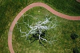 Synaptic Plasticity Network: An experimental initiative