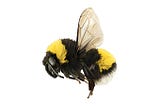 This Is Me — Not To Be Confused With A Real Bee