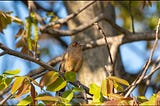 Laughingthrush and etymological eccentricities…