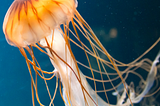 Unlocking the Secrets of Immortality: The Fascinating World of the Turritopsis Dohrnii Jellyfish