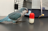 Parro’Talks Health — How do I know if my parrot is sick?