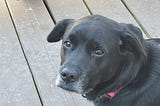 Willow Walked The Rainbow Bridge