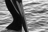 Pelican profile. Photo copyrighted by Mark Tulin.