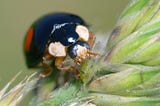 Ladybirds can deliver killer fungus packages to enhance pest control