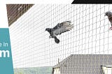 Best Bird Net Installation Service in Gurugram — Networks Bird Net