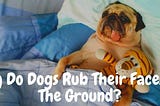 Why Do Dogs Rub Their Faces On The Ground? 10 Of The Most Common Reasons |