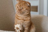 Managing stress can vary from person to person, but here are several effective strategies you might…