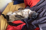 A siamese cat lying on her back on some blankets, showing off her pale tummy