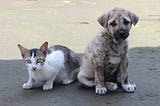 6 Signs of Cat and Dog Fever