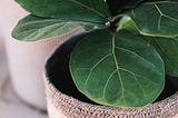 How to Cultivate and Maintain a Fiddle-Leaf Fig