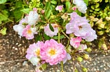 Beautiful roses at the Hyde Park rose garden