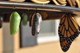 Green chrysalis and monarch butterfly