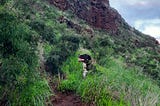 Jack the Castle Dog on Puʻu o Hulu — Photo by Kristina Stellhorn