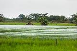 A rice field with green and white, and trees in the background against a grey and white sky.