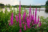 Purple Loosestrife — Health Benefits of a Common Weed