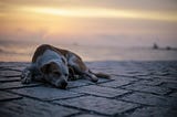 Want to Help Rescued Dogs While You Travel? Here’s How.