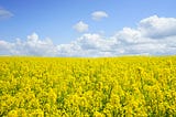 Hay fever getting you down? Try these Natural Approaches.