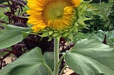 What to Learn from a Sunflower