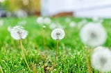 Dandelions going to seed