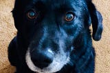 Dogs and the Art of Unconditional Love