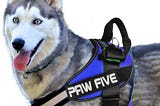 No Pull Dog Harness — Paw-Five
