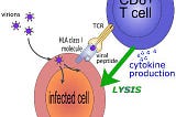 Anti-Viral Vaccine Strategies Therapeutic, Prophylactic Or Challenge; The Best Approach