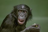 Want To Topple the Patriarchy? Learn From Female Bonobos.